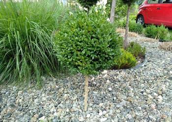 Bukszpan kula na pniu-pieniek ok. 30cm, kula ok. 30cm i inne na sprzedaż  Stalowa Wola
