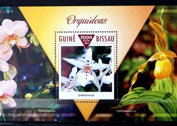 Gwinea Bissau ( storczyk) na sprzedaż  Oborniki