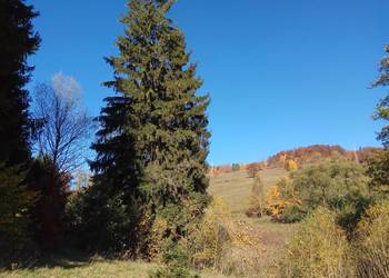 Działka siedliskowa   w górach Sowich przy lesie strumyku. na sprzedaż  Ludwikowice Kłodzkie