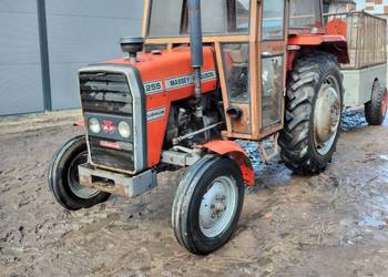 Massey Ferguson 255 Ursus MF 255, używany na sprzedaż  Nowogród