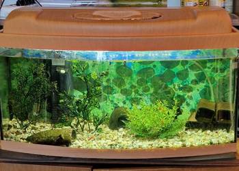 004. Akwarium - Zestaw akwariowy owalny 60x30x30cm na sprzedaż  Żukowo