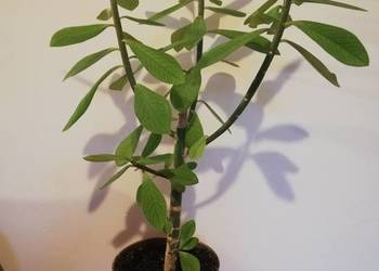 Euphorbia Grantii Synadenium-piękna roślina doniczkowa-Wiczo na sprzedaż  Warszawa