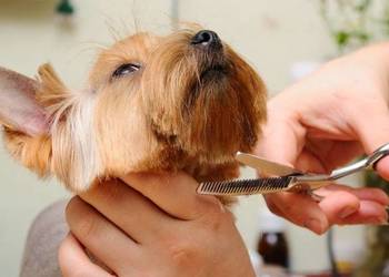 Psi fryzjer strzyżenie psów i kotów groomer fryzjer dla psa na sprzedaż  Inowrocław