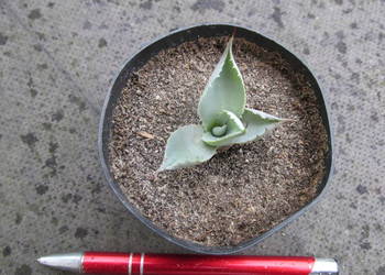 Super miniaturowa agawa - Agave potatorum Confederate Rose - sadzonka na sprzedaż  Kraków