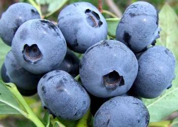 Bluecrop i inne!Sadzonki Borówka Amerykańska! 3 LETNIE z CAC na sprzedaż  Babimost