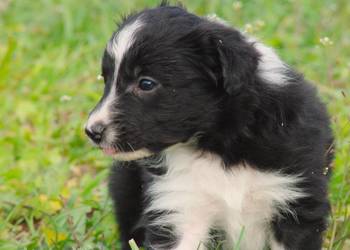 Border collie piesek z jedwabistym włosem na sprzedaż  Milejów-Osada