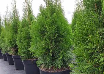 Używany, Tuja Thuja Szmaragd 90-100 cm doniczka 10L na sprzedaż  Oborniki Śląskie