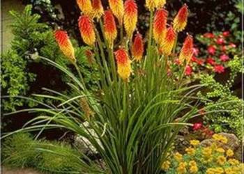 TRYTOMA GRONIASTA Kniphofia - sadzonki w doniczkach !!! na sprzedaż  Ustronie