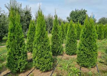 Używany, Tuja Szmaragd,Thuja Smaragd 200-220 cm SUPER JAKOŚĆ, PRODUCENT na sprzedaż  Warszawa