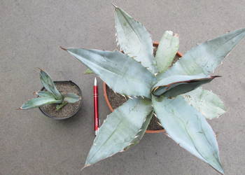 Agave titanota White Ice - agawa tytanowa - sadzonka na sprzedaż  Kraków
