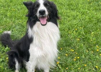 Reproduktor border collie na sprzedaż  Słupca