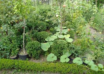 Bukszpan-kule, na pniu i sadzonki od 25 cm i większe do 80cm na sprzedaż  Stalowa Wola