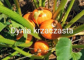 Dynia krzaczasta Unikat Nasiona pestki kolekcja na sprzedaż  Kraków