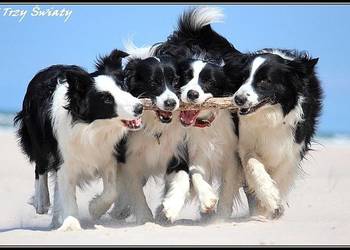 Border Collie szczenięta rodowód ZKwP FCI, używany na sprzedaż  Poznań