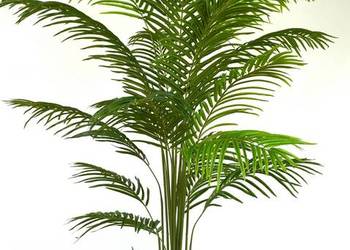 Używany, Palma Kentia Cykas sztuczna drzewko Sagowiec 200cm na sprzedaż  Wąbrzeźno
