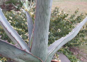 Mrozoodporna agawa do -23°C - agave lechuguilla - ponad 10-letnia na sprzedaż  Kraków