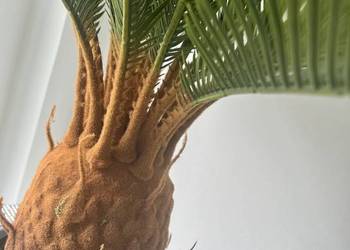 Używany, Sztuczna palma jakość Premium w doniczce duża jak żywa kokos na sprzedaż  Nowy Sącz