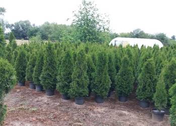 Thuja Smaragd Tuja Szmaragd do 130cm na sprzedaż  Warszawa
