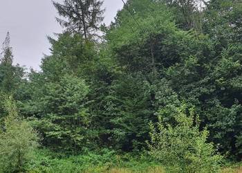 Sprzedam działkę lesna z drzewem na sprzedaż  Żywiec