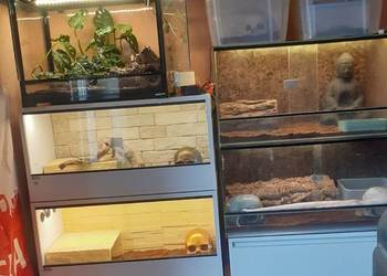 Używany, Ścianka do terrarium agama gekon wąż żółw itd Gliwice Tychy na sprzedaż  Gliwice