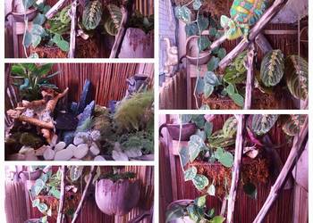 Kameleon jemeński z terrarium na sprzedaż  Opole