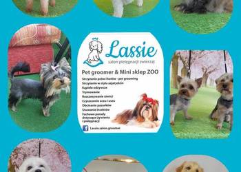 LASSIE salon pielęgnacji zwierząt, psi fryzjer, groomer spa na sprzedaż  Łańcut