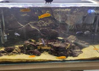 malawi akwarium na sprzedaż  Tczew