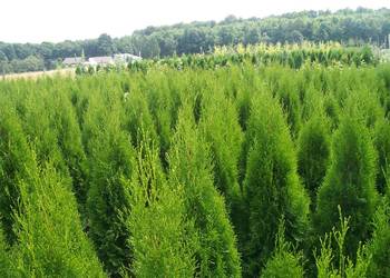 Tuja Thuja Tuje Szmaragd 'Smaragd' 120-130,3cm, używany na sprzedaż  Katowice