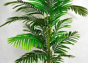 Palma Areca drzewko palmowe Kentia na sprzedaż  Wąbrzeźno