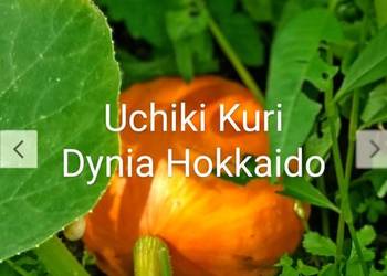 Pakiet 3 Gatunki Dynia Hokkaido Bez łupin duża + Cukinia zimowa  ! Nasiona na sprzedaż  Kraków