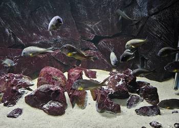 Akwarium z rybami WF Tropheus sp. Crescentic Mkuyu na sprzedaż  Lesko