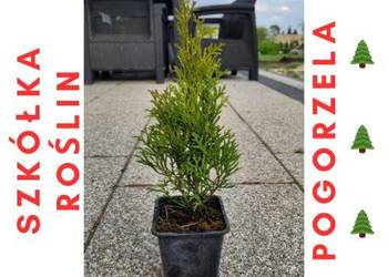 TUJA SZMARAGD 20-30 cm PROMOCJA!!! Thuja wiosenna oferta, używany na sprzedaż  Pogorzela