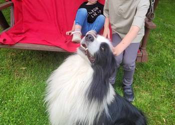 border collie FCI na sprzedaż  Krotoszyn
