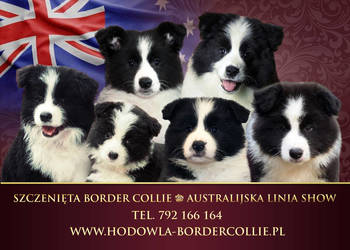 Border Collie unikalna, australijska linia show., używany na sprzedaż  Wieluń