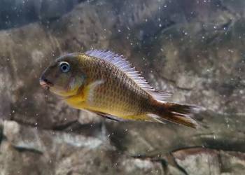 Akwarium z rybami WF Tropheus sp. Crescentic Mkuyu na sprzedaż  Baligród