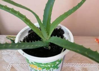 Używany, Aloes leczniczy wysokość 20cm.Kwiat doniczkowy. na sprzedaż  Łódź