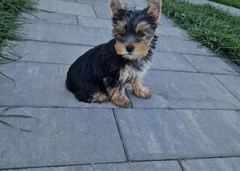 Yorkshire Terrier!! Suczki, używany na sprzedaż  Niepołomice