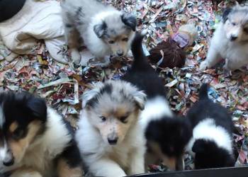 Owczarek szkocki collie tricolor i bluemerle na sprzedaż  Sosnowiec