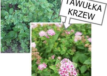 TAWUŁA JAPOŃSKA krzew ozdobny+GRATIS oraz inne rośliny., używany na sprzedaż  Koszalin