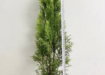 BYDGOSZCZ TUJA SZMARAGD W DONICY 3-5L 70-90CM GRATIS DOSTAWA na sprzedaż  Bydgoszcz