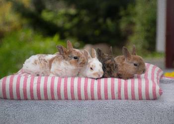 Karzełek teddy - niderlandzki - karzełek rex - mini rex, używany na sprzedaż  Toruń