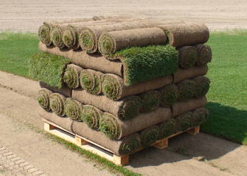 Trawa z rolki, trawnik, trawniki rolowane z transportem. na sprzedaż  Bielsko-Biała