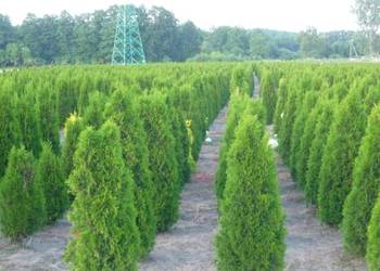 THUJA SMARAGD 200-220CM TUJA SZMARAGD 200-220CM! DOSTAWA GRA na sprzedaż  Skrzyszów