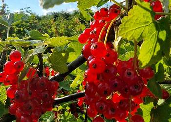 Sprzedam Czerwona Porzeczke na sprzedaż  Starachowice