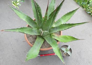 Agawa górska - agave montana - mrozoodporność do -12°C - sadzonka na sprzedaż  Kraków