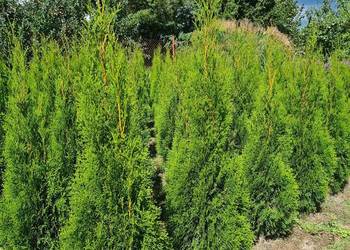 Tuja Szmaragd, Thuja Smaragd 120-140 cm SUPER JAKOŚĆ-PRODUCENT na sprzedaż  Warszawa