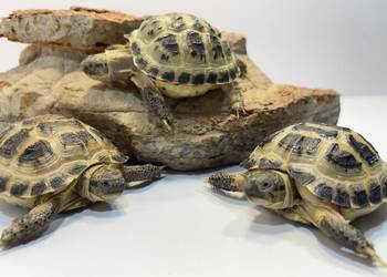 Żółw stepowy Zolwie stepowe na sprzedaż  Tczew