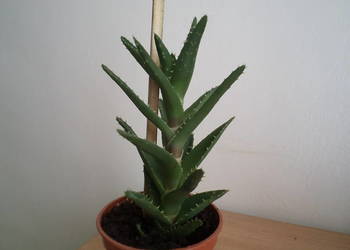 aloes mitriformis kwiat doniczkowy na sprzedaż  Warszawa