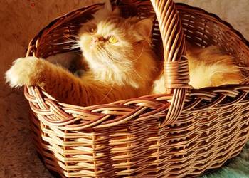 Puszysty kotek perski na sprzedaż  Legnica