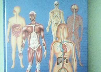 atlas anatomii czlowieka, wiedza i życie, używany na sprzedaż  Gorzów Wielkopolski